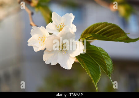 Nahaufnahme von drei japanische Sakura (Kirschblüten) und frische grüne Blätter an einem Frühlingstag in Japan. Stockfoto