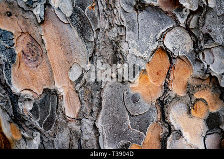 Rinde von Pine Tree schließen sich für Hintergrund Stockfoto
