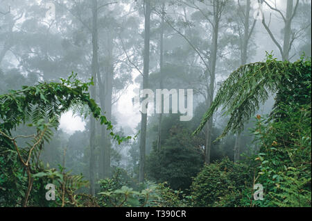 Australien. Victoria. Nebligen Wald. Yarra Ranges. Mountain Ash Bäume (Eucalyptus regnans). Stockfoto