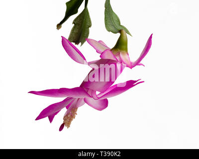 Blume der baumbewohnenden Weihnachtskaktus, Schlumbergera truncata, vor einem weißen Hintergrund Stockfoto