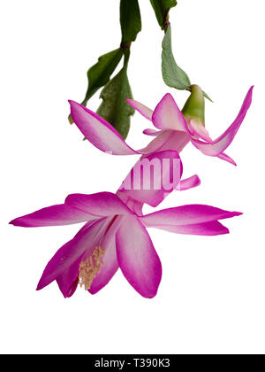 Blume der baumbewohnenden Weihnachtskaktus, Schlumbergera truncata, vor einem weißen Hintergrund Stockfoto