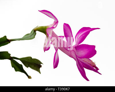 Blume der baumbewohnenden Weihnachtskaktus, Schlumbergera truncata, vor einem weißen Hintergrund Stockfoto