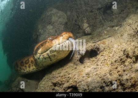 Grüne Anakonda, Eunectes murinus, Formoso Fluss, Bonito, Mato Grosso do Sul, Brasilien Stockfoto