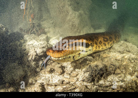 Grüne Anakonda, Eunectes murinus, Formoso Fluss, Bonito, Mato Grosso do Sul, Brasilien Stockfoto