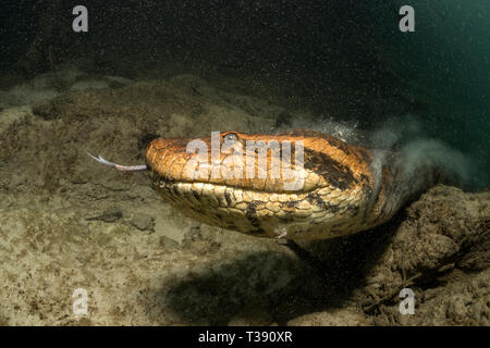 Grüne Anakonda, Eunectes murinus, Formoso Fluss, Bonito, Mato Grosso do Sul, Brasilien Stockfoto