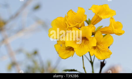 Flores amarillas De primer plano. Gelbe Blumen in den Vordergrund. Stockfoto