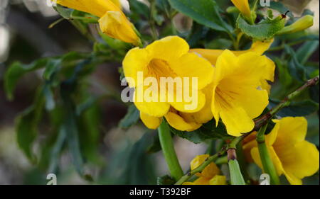 Flores amarillas De primer plano. Gelbe Blumen in den Vordergrund. Stockfoto