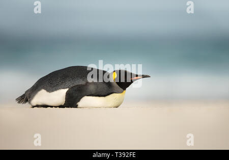 Nahaufnahme eines Königspinguin schlafen auf einem Sandstrand in Falkland Inseln. Stockfoto