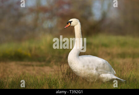 Nahaufnahme eines Höckerschwan (Cygnus olor) in Feuchtgebieten. Stockfoto