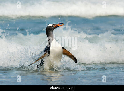 Nahaufnahme eines Gentoo Pinguin an Land kommen aus stürmischen Gewässern, Falkland Inseln. Stockfoto