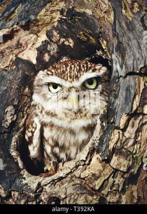 Nahaufnahme eines Steinkauz (Athene noctua) in einen Baumstamm, Großbritannien thront. Stockfoto