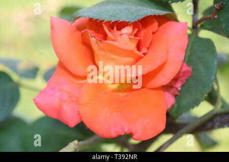 Rosa Rose Blume Stockfoto