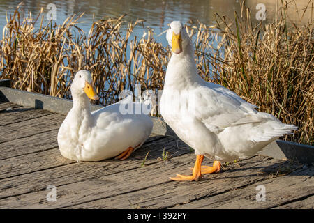 Männliche und Weibliche Weiße schwere Enten - amerikanische Pekin auch als Aylesbury oder Long Island Ente bekannt Stockfoto