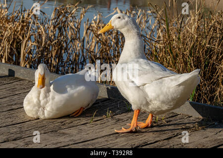 Männliche und Weibliche Weiße schwere Enten - amerikanische Pekin auch als Aylesbury oder Long Island Ente bekannt Stockfoto