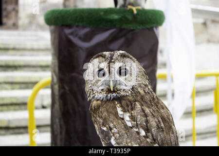 Wild ausgebildet Eule, Detail der grosse Vogel Stockfoto