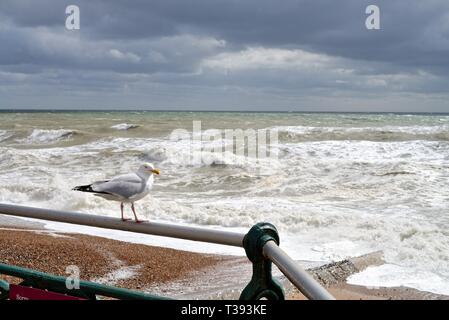 Nahaufnahme einer Silbermöwe, Larus argentatus, auf einem Geländer am Meer mit Blick auf die raue stürmische See in Hove, East Sussex England UK gehockt Stockfoto