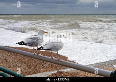 In der Nähe von zwei Silbermöwe, Larus argentatus, auf einem Geländer am Meer mit Blick auf die raue stürmische See in Hove, East Sussex England UK gehockt Stockfoto