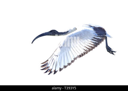 Afrikanische heiliger ibis im Flug auf weißem Hintergrund Stockfoto