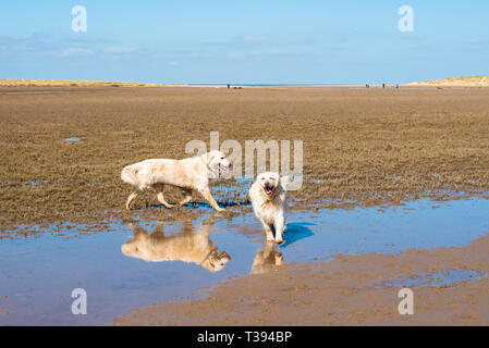 Zwei Golden Retriever Hunde am Holkham Beach und Naturschutzgebiet auf North Norfolk Coast, East Anglia, England, UK. Stockfoto