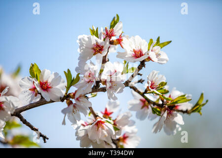 Blühende Apfelbäume Obstgarten in Garten und Park im Frühling, Prag, Tschechische Republik Stockfoto