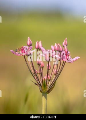 Blühende Rush (Butomus umbellatus) Nahaufnahme von Blume mit Biene Insekt essen Nektar Stockfoto