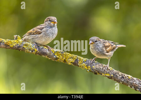 Zwei junge Haus Spatzen (Passer domesticus) auf einem Ast sitzend. Tiere flogen nur aus ihren Speichern Nest. Stockfoto