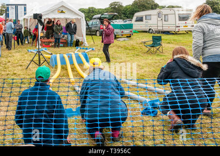 Frettchen Racing bei Holkham Country Fair, North Norfolk. Stockfoto