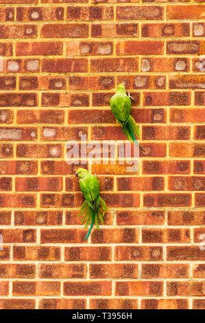 Ring-necked Sittiche, Psittacula krameri, in Kent an der Wand festhalten am Mauerwerk mit ihren Schnäbeln zu kratzen. Stockfoto