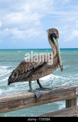 Brown pelican thront auf einem Fishing Pier in Florida USA hoffen auf einem Handout Stockfoto