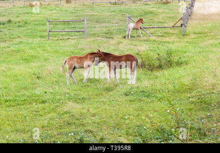 Beweidung auf einer Wiese der kleinen drei Fohlen, die mit einander spielen, das Gebiet ist mit einem hölzernen Zaun eingezäunt Stockfoto