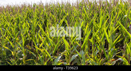 Reifung Grüner Mais mit Quasten in einem Feld in der Nähe eines landwirtschaftlichen Bereich im Spätsommer oder Anfang Herbst Stockfoto