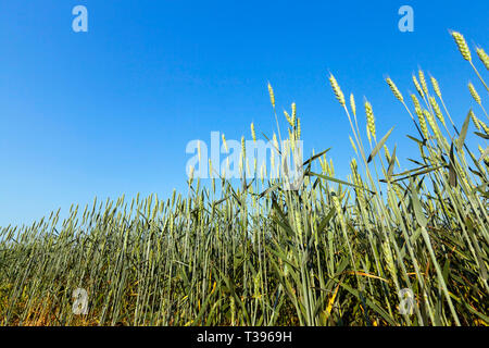 grüne unreife Ähren im Sommer im landwirtschaftlichen Bereich. Foto Nahaufnahme mit einer kleinen Schärfentiefe. Blauen Himmel im Hintergrund Stockfoto