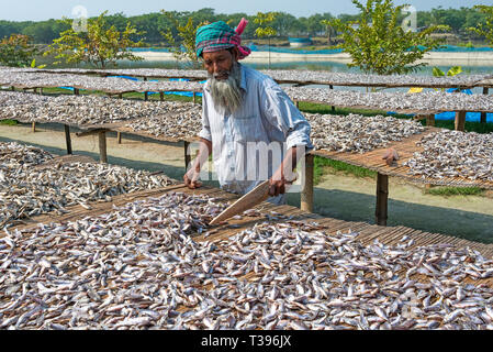 Das Trocknen von Fisch, Khulna, Khulna Division, Bangladesch Stockfoto