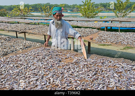 Das Trocknen von Fisch, Khulna, Khulna Division, Bangladesch Stockfoto