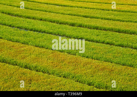 Der Goldene Reis Paddy, Khulna Division, Bangladesch Stockfoto