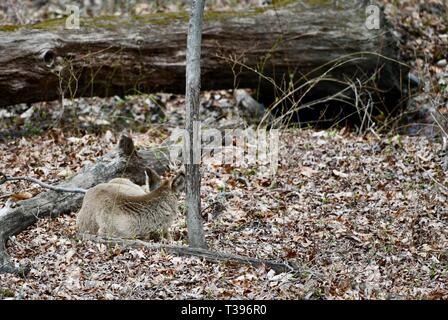 Weißwedelhirsche (Odocoileus virginianus) Betten unten auf dem Waldboden Stockfoto