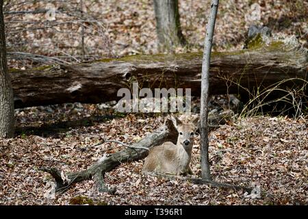 Weißwedelhirsche (Odocoileus virginianus) Betten unten auf dem Waldboden Stockfoto