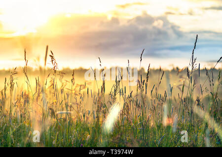 Hohes Gras leuchtenden in Sonnenstrahlen am Morgen Sommer mit bewölktem Himmel und Bäume den Hügel hinunter. Inspirierende, positive Einstellung, der neue Tag Konzept Stockfoto