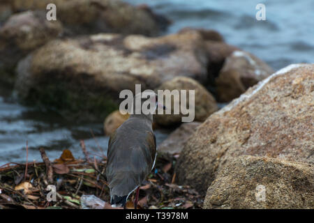 2019, Januar. Florianopolis, Brasilien. Nahaufnahme eines Kiebitz, auf einer felsigen Region in der conceicao Lagune. Stockfoto