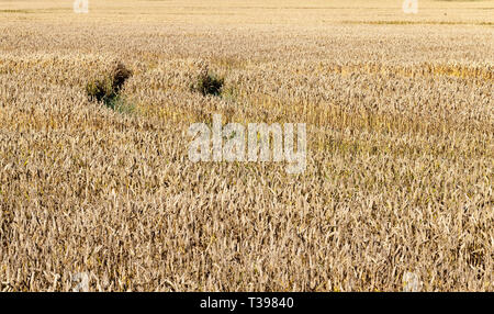 Roggen Feld mit orange trockene Stiele und ährchen eines neuen Getreideernte vor der Ernte in der Mitte des Sommers Stockfoto