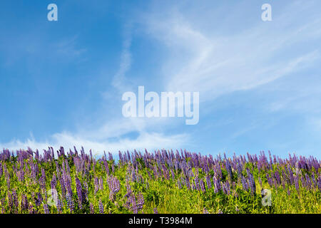 Lila Lupin Blumen wachsen auf einem Hügel, Foto im Sommer gegen eine blaue Farbe und Vegetation Stockfoto