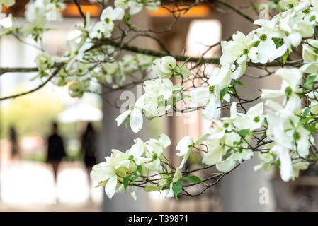 Weißer hartriegel Blüten verkünden Frühling in Atlanta, Georgia auf dem Campus der Emory University. (USA) Stockfoto