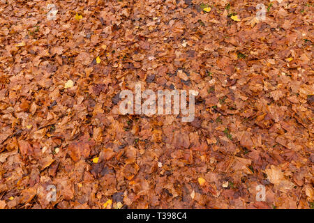 Auf dem Boden liegend, herbstliche orange Laub in nassen Kleidern und begann zu rot Stockfoto