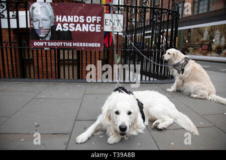 Golden Retriever Hund außerhalb des ecuadorianischen Botschaft am 5. April 2019 in London, England, Vereinigtes Königreich. Wikileaks hat bekannt gegeben, dass ihr Gründer Julian Assange kann von der Botschaft innerhalb von Stunden oder Tagen abgeschoben werden. Stockfoto