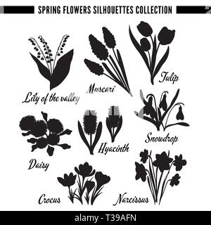 Frühling Blumen Silhouetten Collection (Set): Lilly im Tal, Schneeglöckchen, Krokus, Hyazinthe, muscari, Tulpe, Narzisse, Daisy. Eine Farbe Vektor illus Stock Vektor