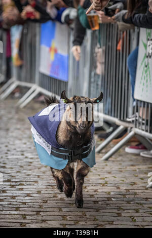 London, Großbritannien. 7. April 2019. 11. jährlichen Oxford gegen Cambridge Ziege Rennen in Spitalfields Stadt Hof in East London. Credit: Guy Corbishley/Alamy Live Neue Stockfoto