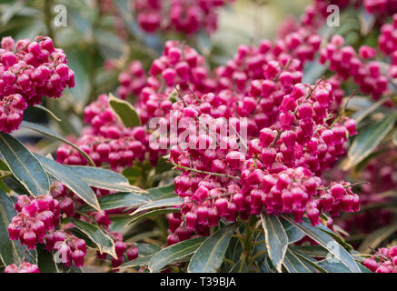 Pieris japonica 'Polar Leidenschaft' (Japanisch Andromeda, Japanisch Pieris, Zwerg Lilly-of-the-Valley, Leidenschaft Frost) Strauch im Frühjahr in West Sussex, UK. Stockfoto