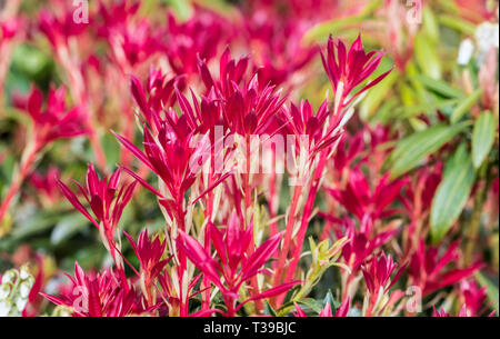 Rote Blumen aus der Pieris japonica 'Forest Flame' immergrüne Strauch Blüte im Frühjahr in West Sussex, UK. Stockfoto