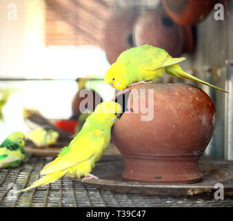 Paar kleine bunte Papagei Lovebirds Stockfoto