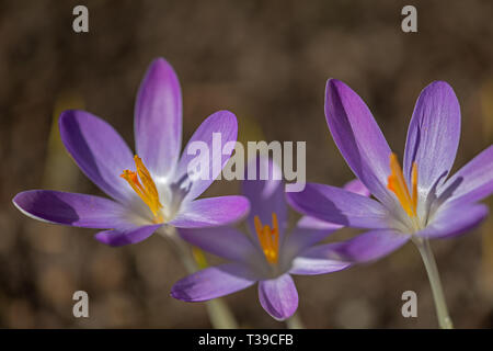 Lila krokusse 3 Blüten Stockfoto